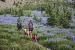 Ruffwear Palisades Pack Dog Harness -Ruffwear fw18 product page header palisades pack 882x589 458657ff 2420 4cc8 b322 401f18df4ba5