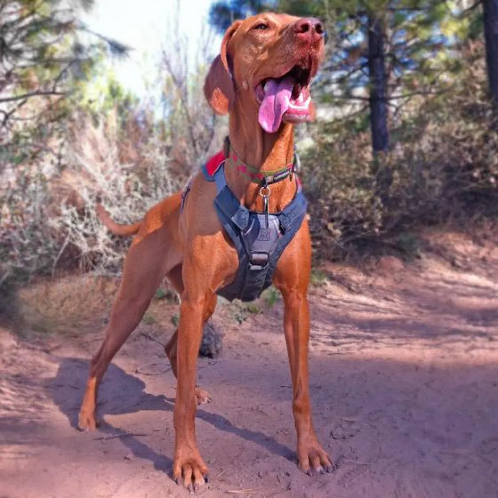 Ruffwear Brush Guard Chest Protection For Dog Harnesses 5 Ruffwear Brush Guard Chest Protection For Dog Harnesses - Image 5