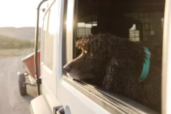 Ruffwear Confluence Waterproof Dog Collar Aurora Teal -Ruffwear ruffwear confluence waterproof dog collar aurora teal ouak.jpg