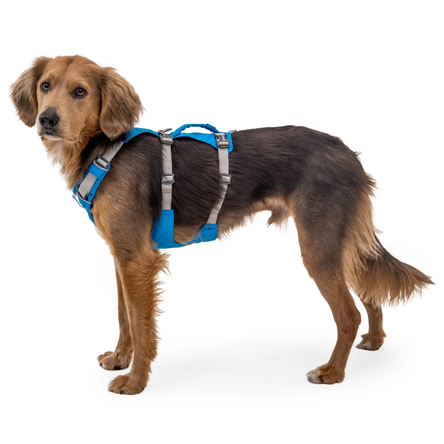 Ruffwear Flagline Harness - Dog Harness 5 Ruffwear Flagline Harness - Dog Harness - Image 5