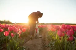 Ruffwear Front Range Dog Harness Hibiscus Pink -Ruffwear ruffwear front range dog harness hibiscus pink 7v0u.jpg
