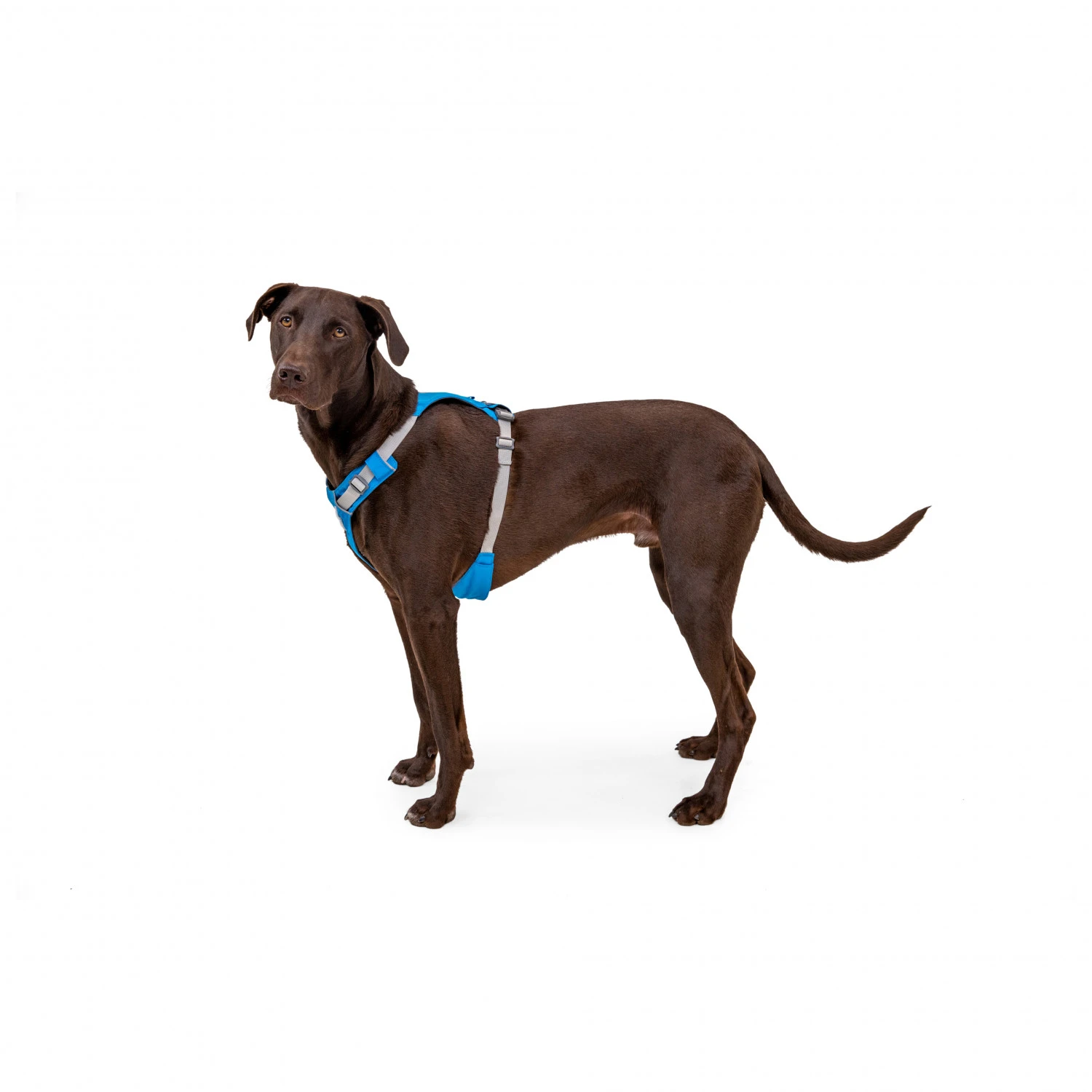 Ruffwear Hi & Light Harness - Dog Harness 5 Ruffwear Hi & Light Harness - Dog Harness - Image 5