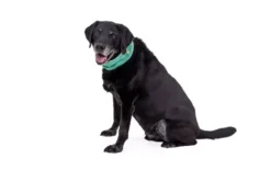 Ruffwear Swamp Cooler Dog Cooling Neck Gaiter Aurora Teal/ Heliotrope Purple -Ruffwear ruffwear swamp cooler dog cooling neck gaiter aurora teal heliotrope purple 5lo1.jpg