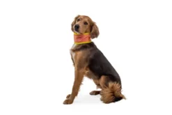 Ruffwear Swamp Cooler Dog Cooling Neck Gaiter Salmon Pink/ Blue Mis -Ruffwear ruffwear swamp cooler dog cooling neck gaiter salmon pink blue mis xyhf.jpg