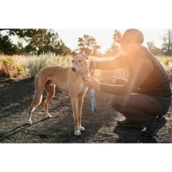 Ruffwear Web Reaction Dog Collar -Ruffwear ruffwear web reaction dog collar 5