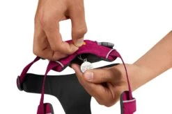 Ruffwear Front Range™ Harness - Hibiscus Pink -Ruffwear web 30502 front range harness hibiscus pink id tag